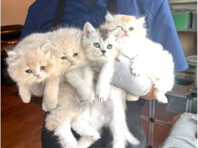 kitten British longhair or short hair
