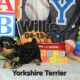 Yorkshire Terrier Puppies available