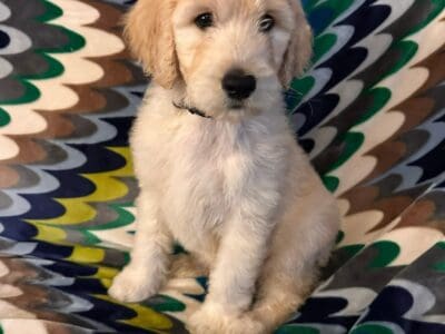 Goldendoodle Puppies