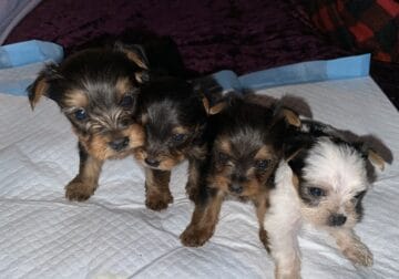 AKC yorkies