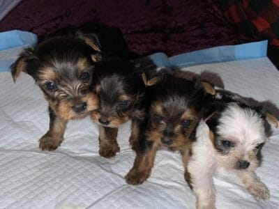 AKC yorkies