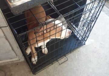Puppy