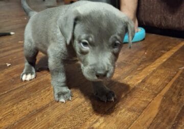 Blue pit bull puppies