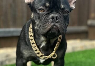AKC Male – Loaded DNA
