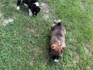 Akita puppies