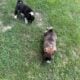 Akita puppies