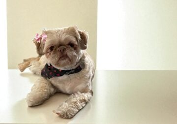 ADORABLE SHIH TZU GIRL