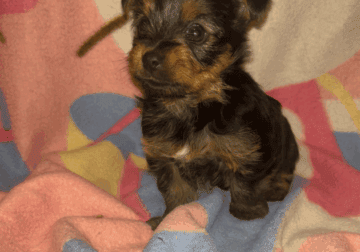 AKC yorkies yorkie yorkshire terriers American