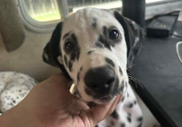 2 dalmatian puppies for sale