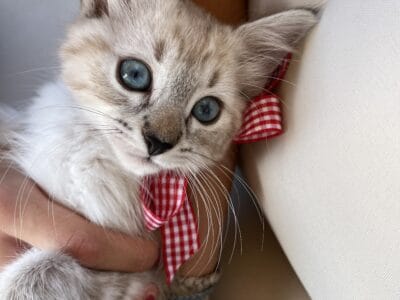 Lynx point kitten