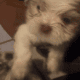Shih tzu puppies for sale 500
