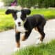 AKC Bernese Mountain female puppy Indianan (Jane)