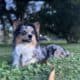 Corgi Stud