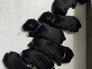 Miniature Schnauzer Puppies