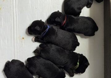 Miniature Schnauzer Puppies