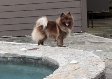 ACA Registered Female Chocolate Pomeranian