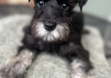 Mini Schnauzers female puppy 13 weeks old