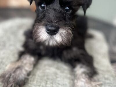 Mini Schnauzers female puppy 13 weeks old