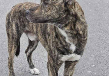 Beautiful Boy Seeks Owner