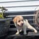 MINI HIPPO PUPS BORN APRIL 27