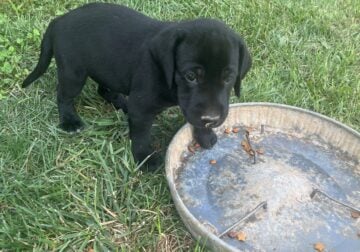 3 Male Labrador / Walker Coonhound Pups