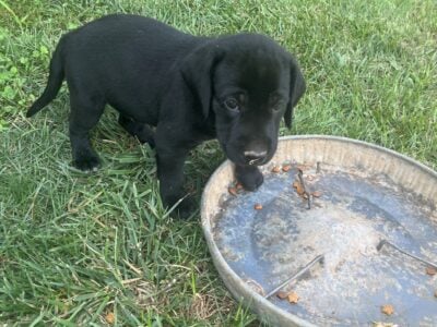 3 Male Labrador / Walker Coonhound Pups