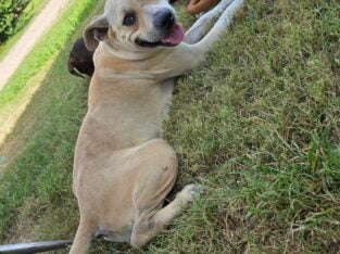 Pitbull female