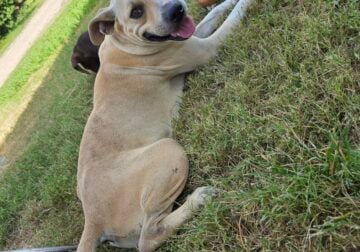 Pitbull female