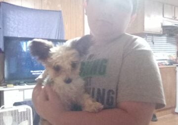 Studding 2 party Yorkies males
