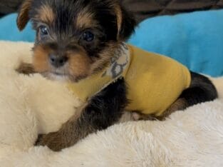 Yorkshire puppies