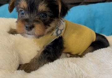 Yorkshire puppies