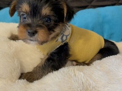 Yorkshire puppies