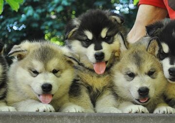 Akc Alaskan Malamute puppies