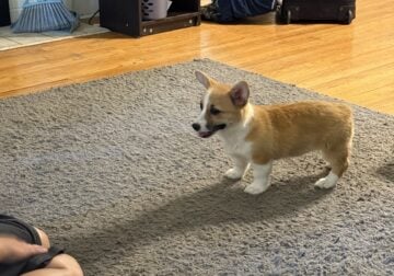 Corgi puppy