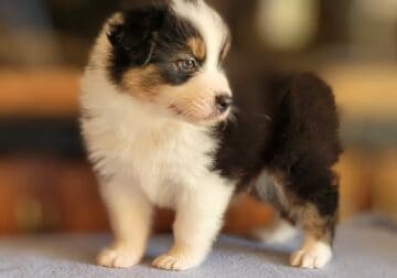 Australian Shepherd Male. AKC,