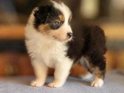 Australian Shepherd Male. AKC,