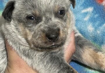 Australian cattle dog