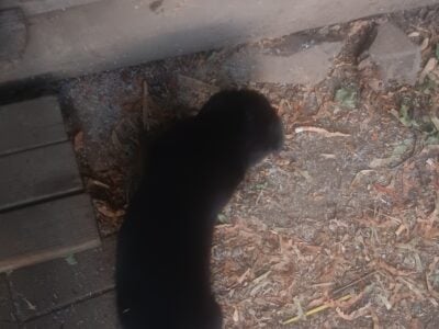 Cane corso Rottweiler pups for sale