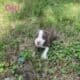 Beautiful Pitbull Puppies for Sale – Ready Soon!
