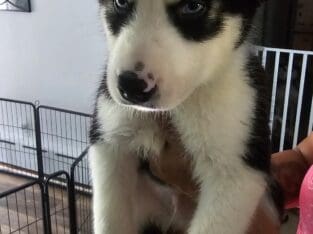 Beautiful Pure Bred Siberian Husky with Blue Eyes