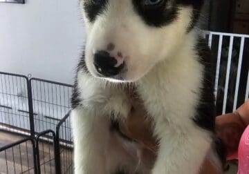 Beautiful Pure Bred Siberian Husky with Blue Eyes