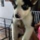 Beautiful Pure Bred Siberian Husky with Blue Eyes