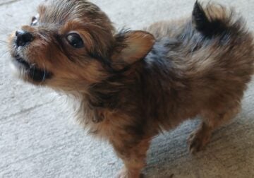 Baby boy long hair chihuahua