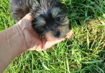 Yorkie