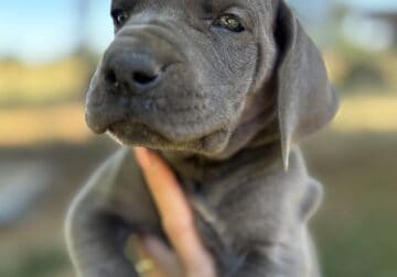 Great Dane Pups!