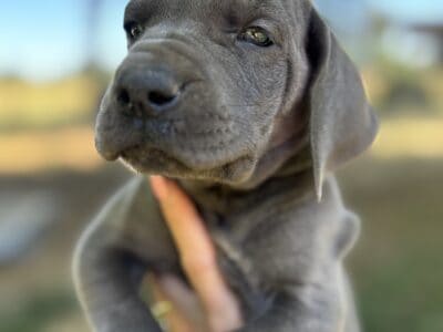 Great Dane Pups!