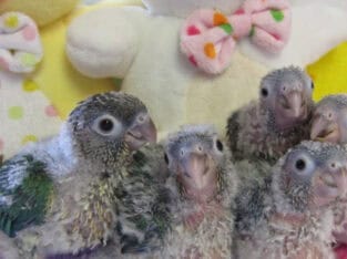 Baby green cheek conure mutations