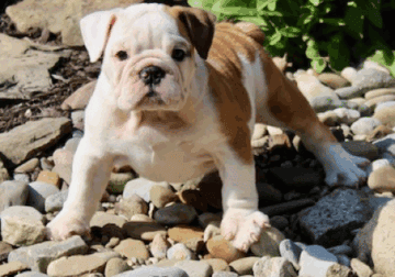 Willow Female English Bulldog