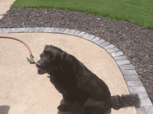 10 year old Black Lab/Retriever disciplined