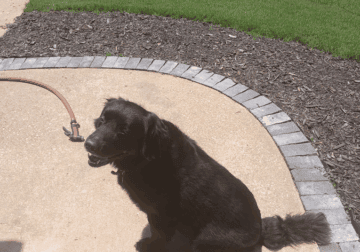 10 year old Black Lab/Retriever disciplined